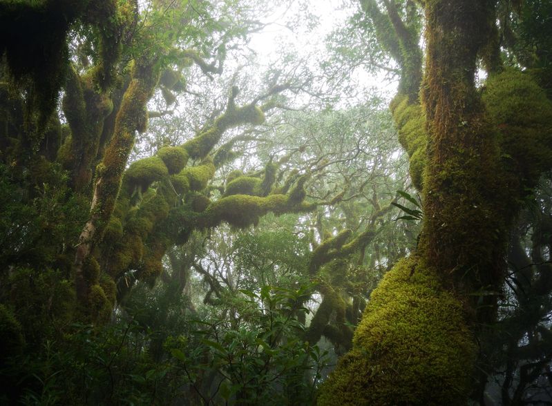 Foggy woodsphoto preview