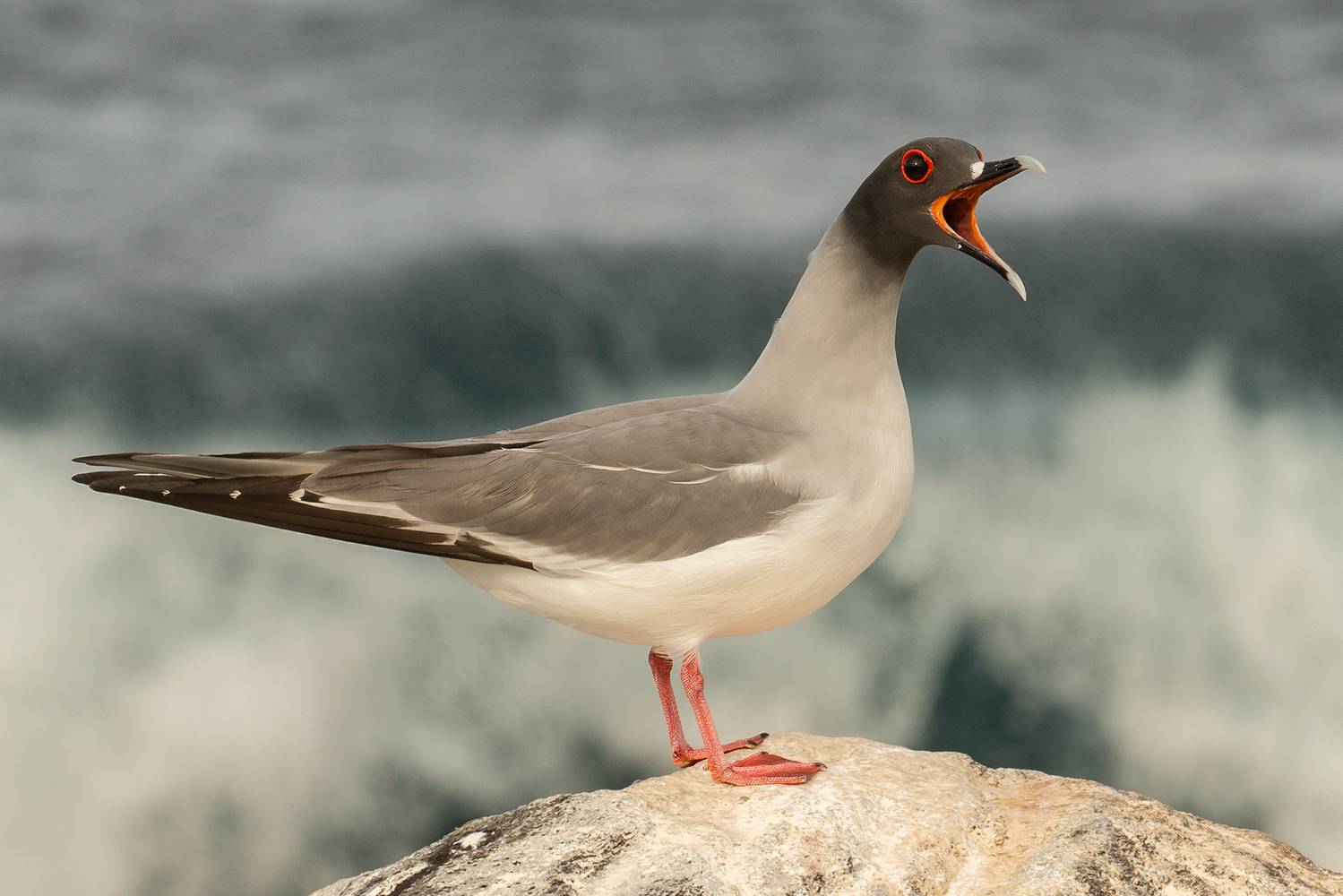 galapagos islands, Vorobeychik Vladimir