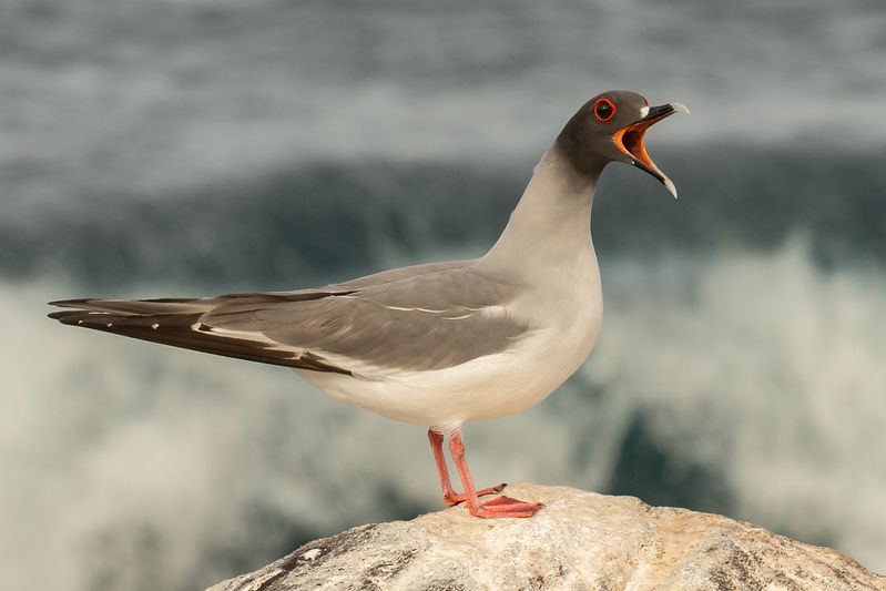 galapagos islands photo preview