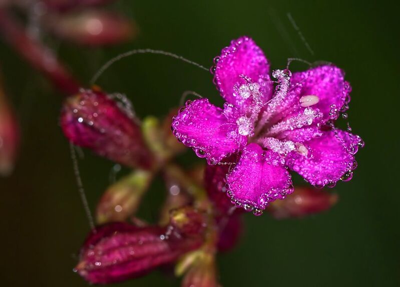 утро, роса, цветок Однажды июньским утром... фото превью
