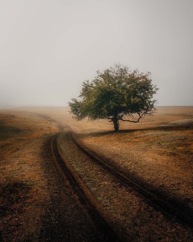 одинокое дерево осеннее поле туман минимализм дорога колея дороги перспектива пейзаж природа спокойствие меланхолия уединение атмосфера утро пастельные тона мягкий свет одиночество осенние цвета горизонт широкое пространство Одинокое дерево на осеннем поле в туманеphoto preview