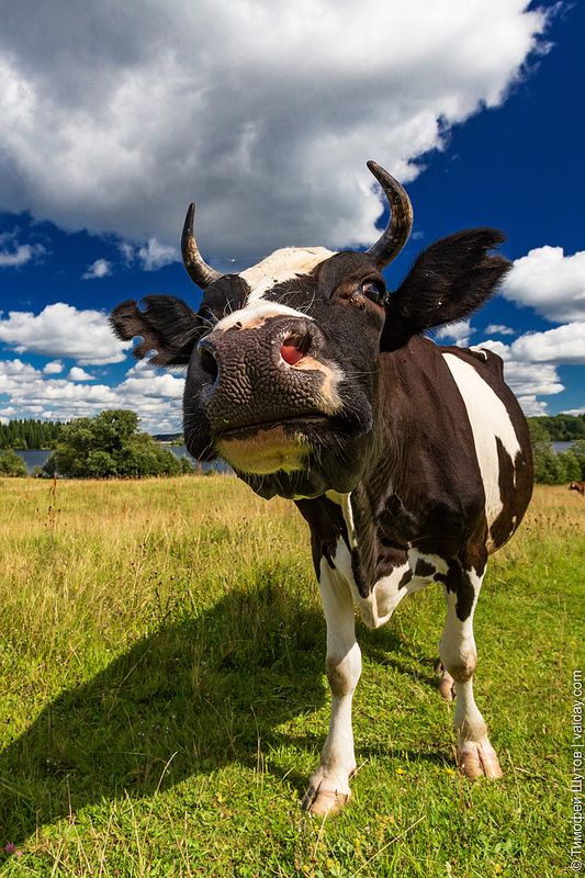 валдай Один день с тёлками на Староверкеphoto preview