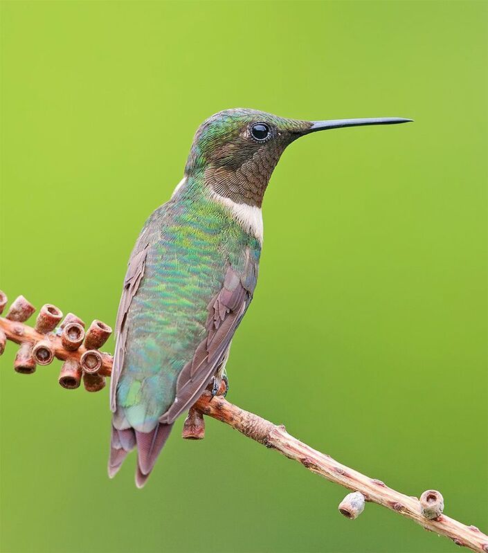 колибри,ruby-throated hummingbird, hummingbird Ruby-throated Hummingbird male - Рубиновогорлый Колибриphoto preview