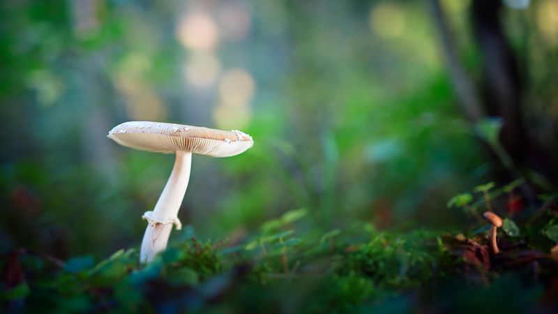 грибы, лес Грибокphoto preview