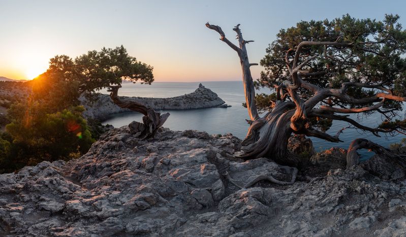 Крым, Судак, Море, пейзаж, Рассвет Танцы деревьевphoto preview