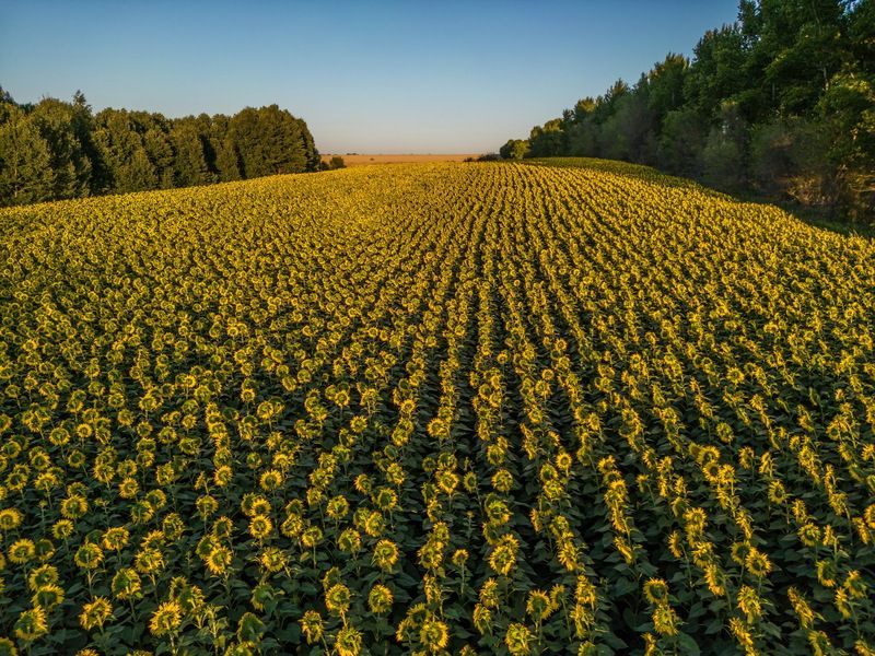 поле подсолнух ***photo preview