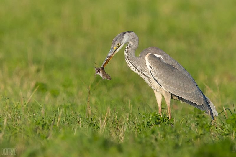Серая цапля. фото превью