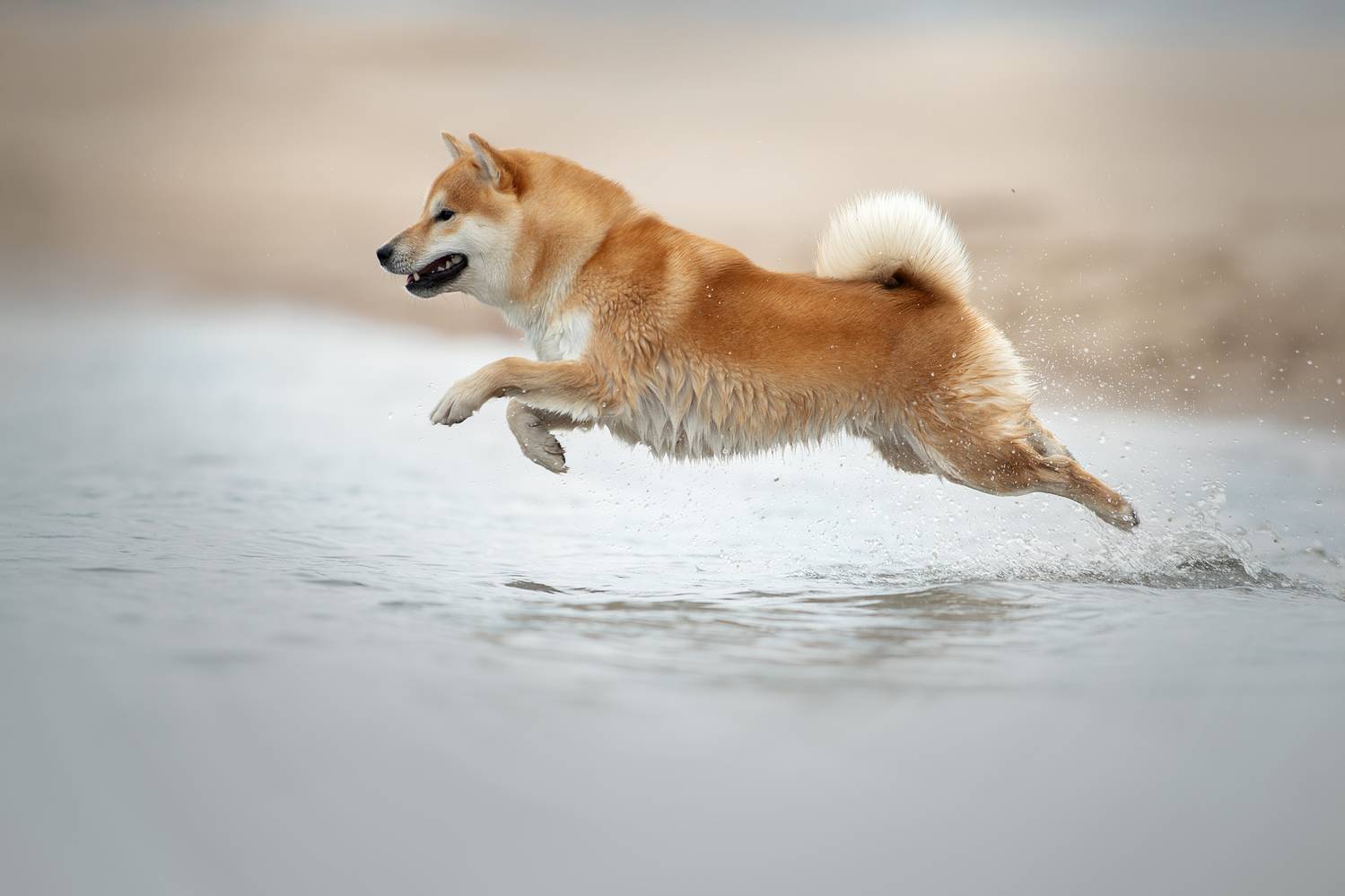 Автор: Светлана Писарева , Светлана Писарева