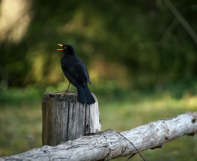 Артист!photo preview