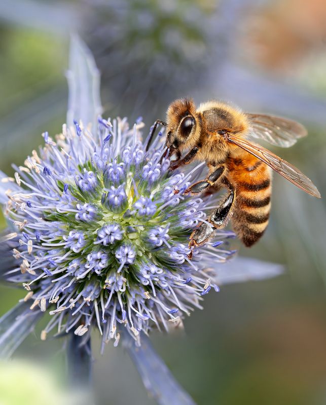 Милая труженица!photo preview