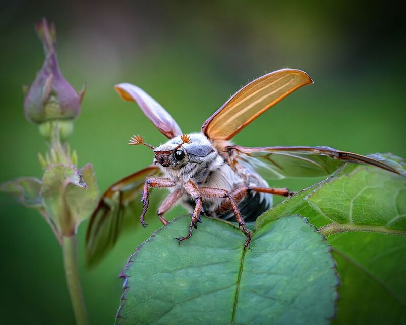 майский жук. весна. Приготовились! Взлетаем!photo preview