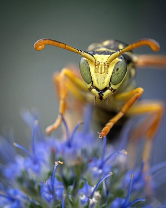 бумажная оса. Инопланетянин!photo preview