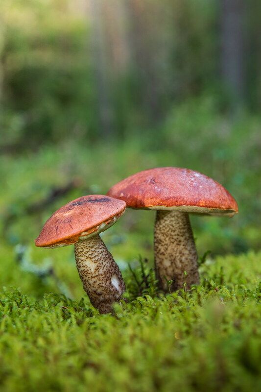 Портреты добрых друзейphoto preview