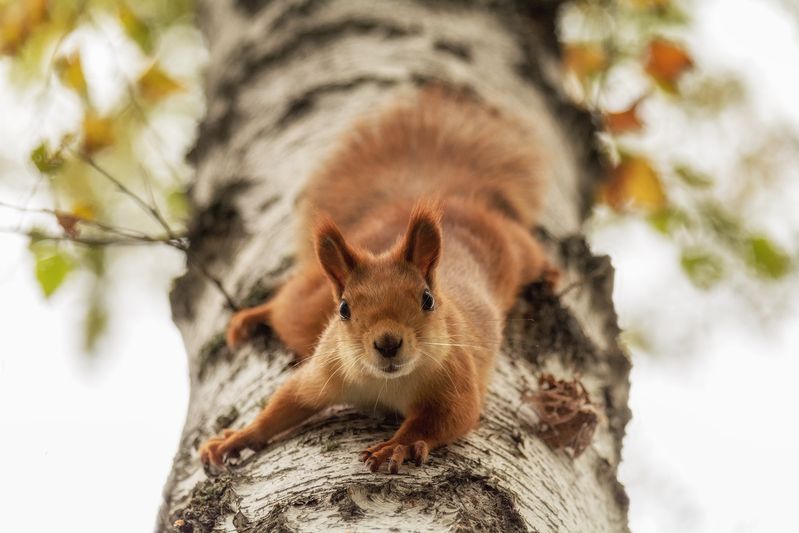 белка, лес, Где угощение?photo preview