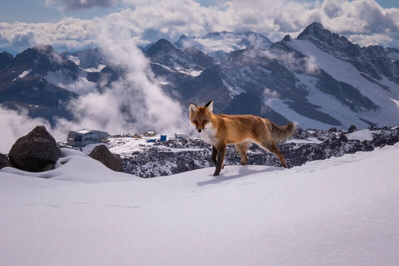 Вечерняя гостьяphoto preview