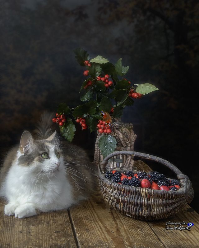 портреты животных, домашние животные, питомцы, кошки, боярышник, ежевика Мои хвостатые котомоделиphoto preview