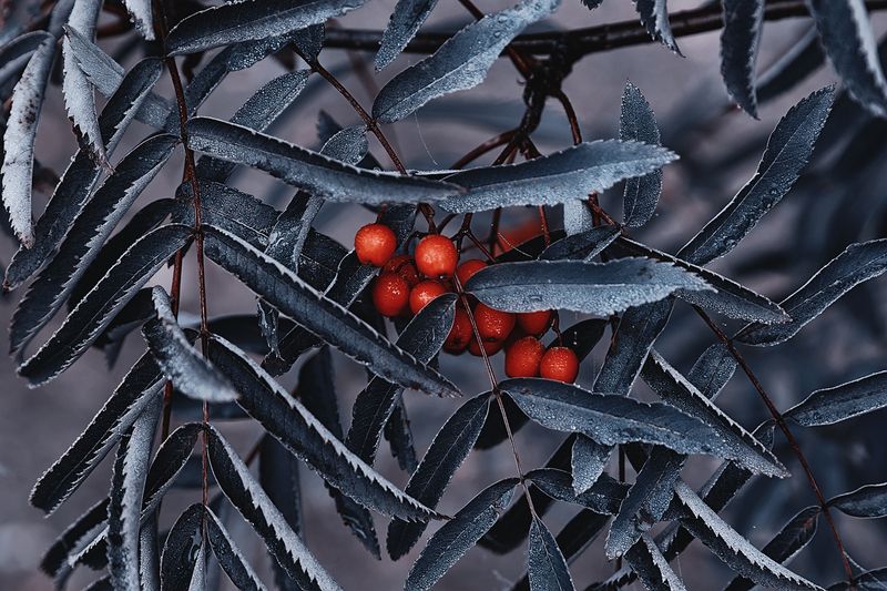 осень, утро, роса, рябина, красная, листья, ветки, стилизация Ягода-рябинаphoto preview