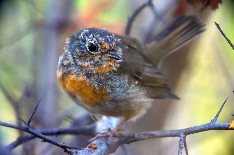 любопытствоphoto preview