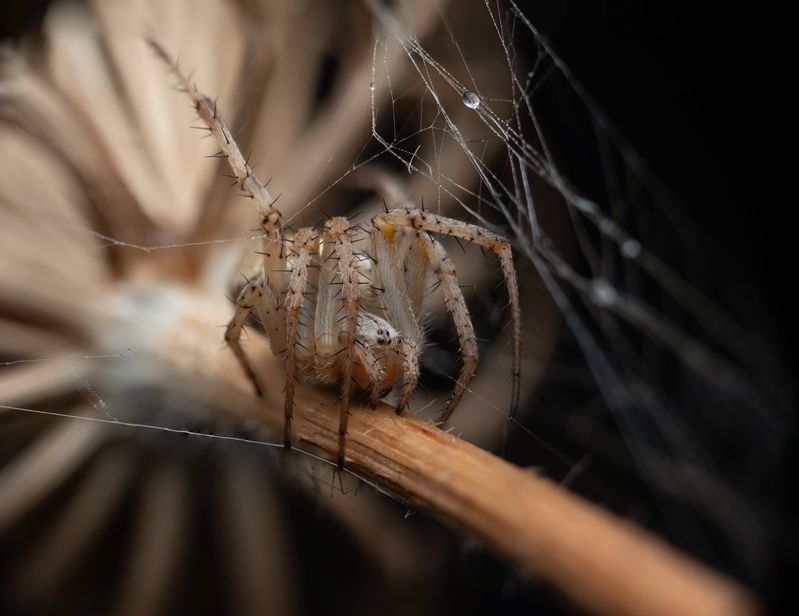 Araneus diadematusphoto preview