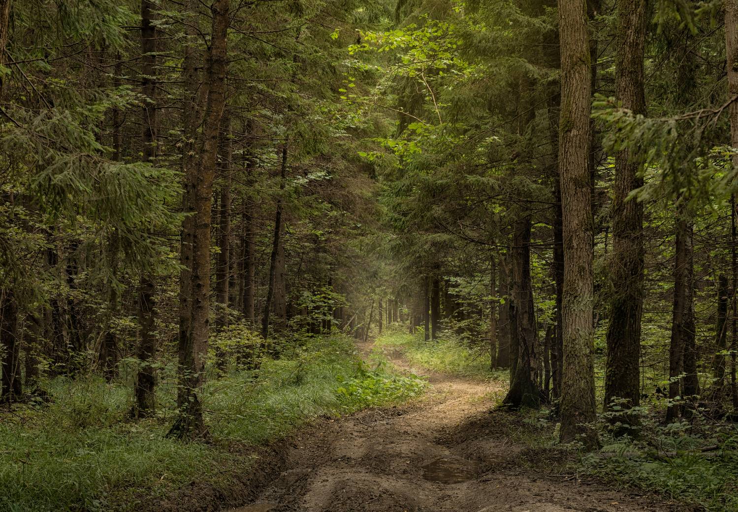 Тропинка в сердце леса. Автор: Silyavin Nikita , Silyavin Nikita