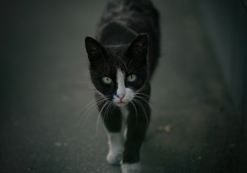 городские картинки, котики, арбат, москва Встреча в переулках Арбата. Город и котикиphoto preview