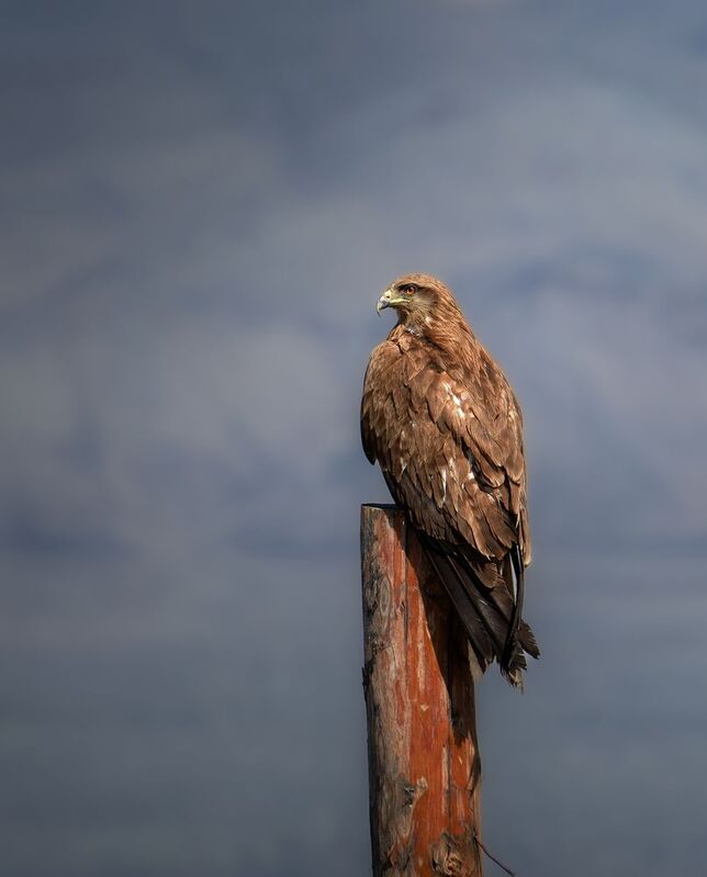 орел, птицы, кош-агач, алтай, природа, nikon Суровый гостьphoto preview