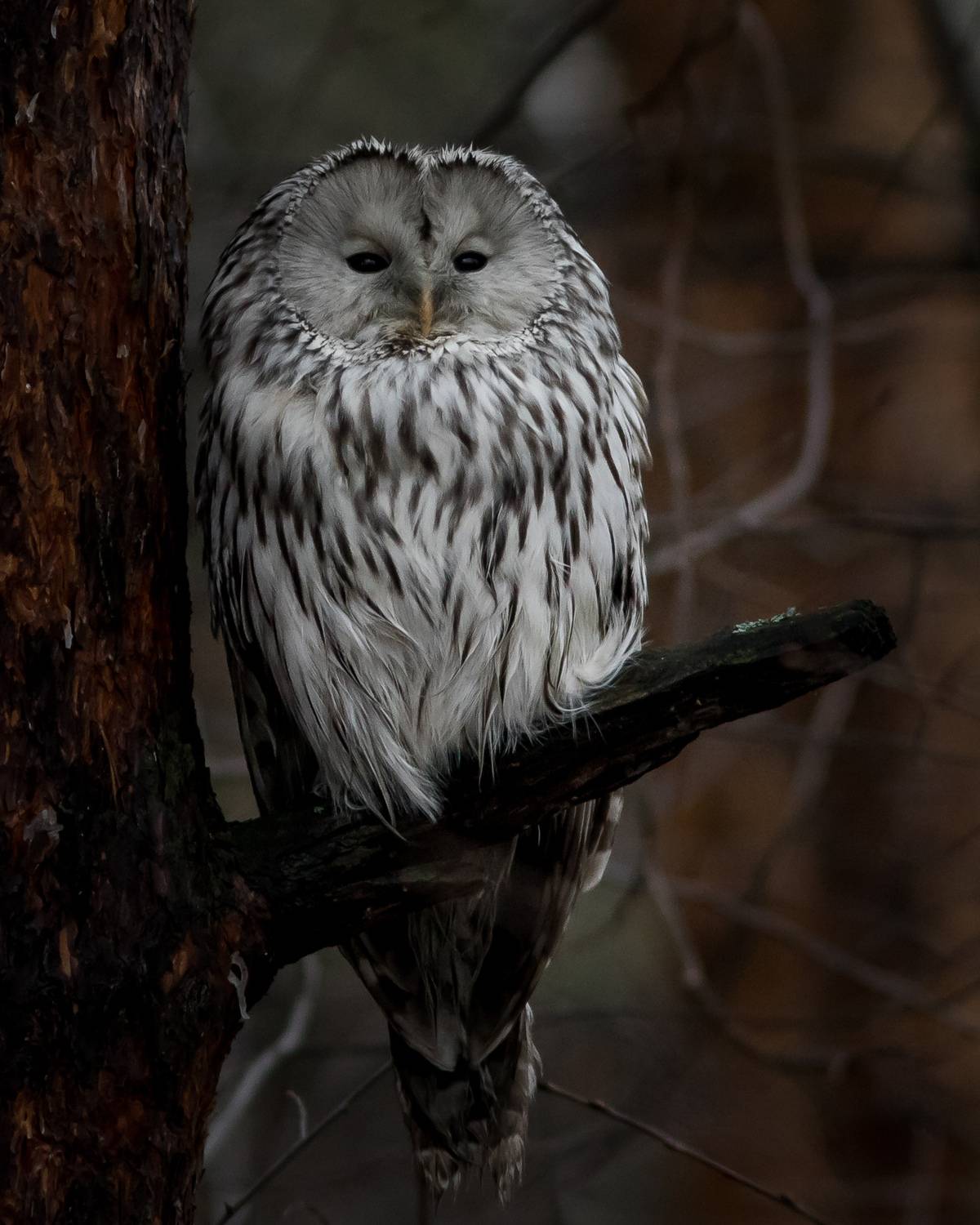 уральская неясыть, длиннохвостая неясыть, Суслов Дмитрий