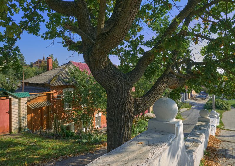 Старый дубphoto preview