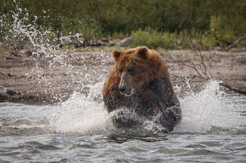Brown bear on the hunt photo preview