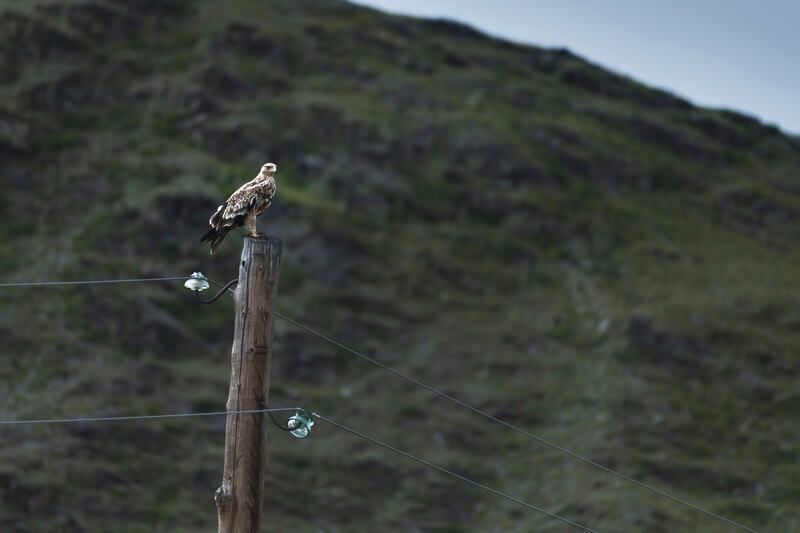 горный алтай, орел, могильник Орел могильникphoto preview