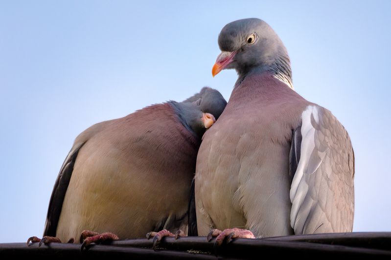 вяхирь, любовь, голуби Любовьphoto preview
