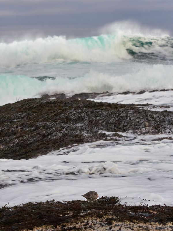 кольский, териберка, баренцево море, волны, птицы Ну и пусть...photo preview