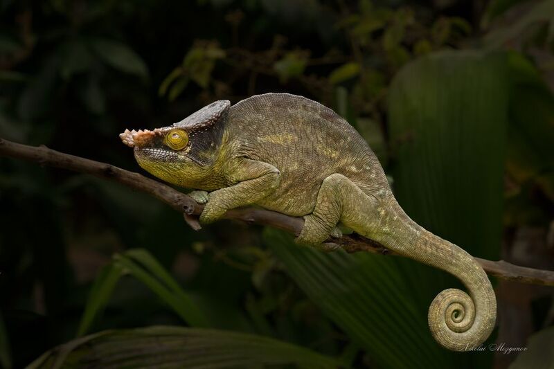 Хамелеоны во всей красе...photo preview