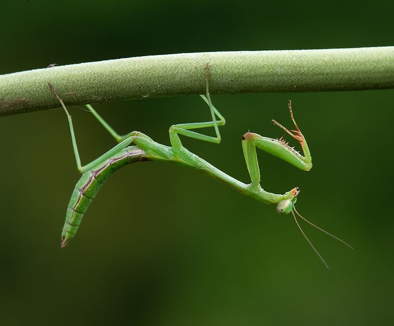 mantis, богомол, макро,macro Mantis - Богомолphoto preview