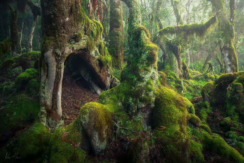 Fangornphoto preview