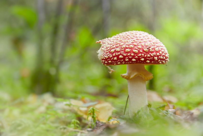 гриб Мухоморчикphoto preview