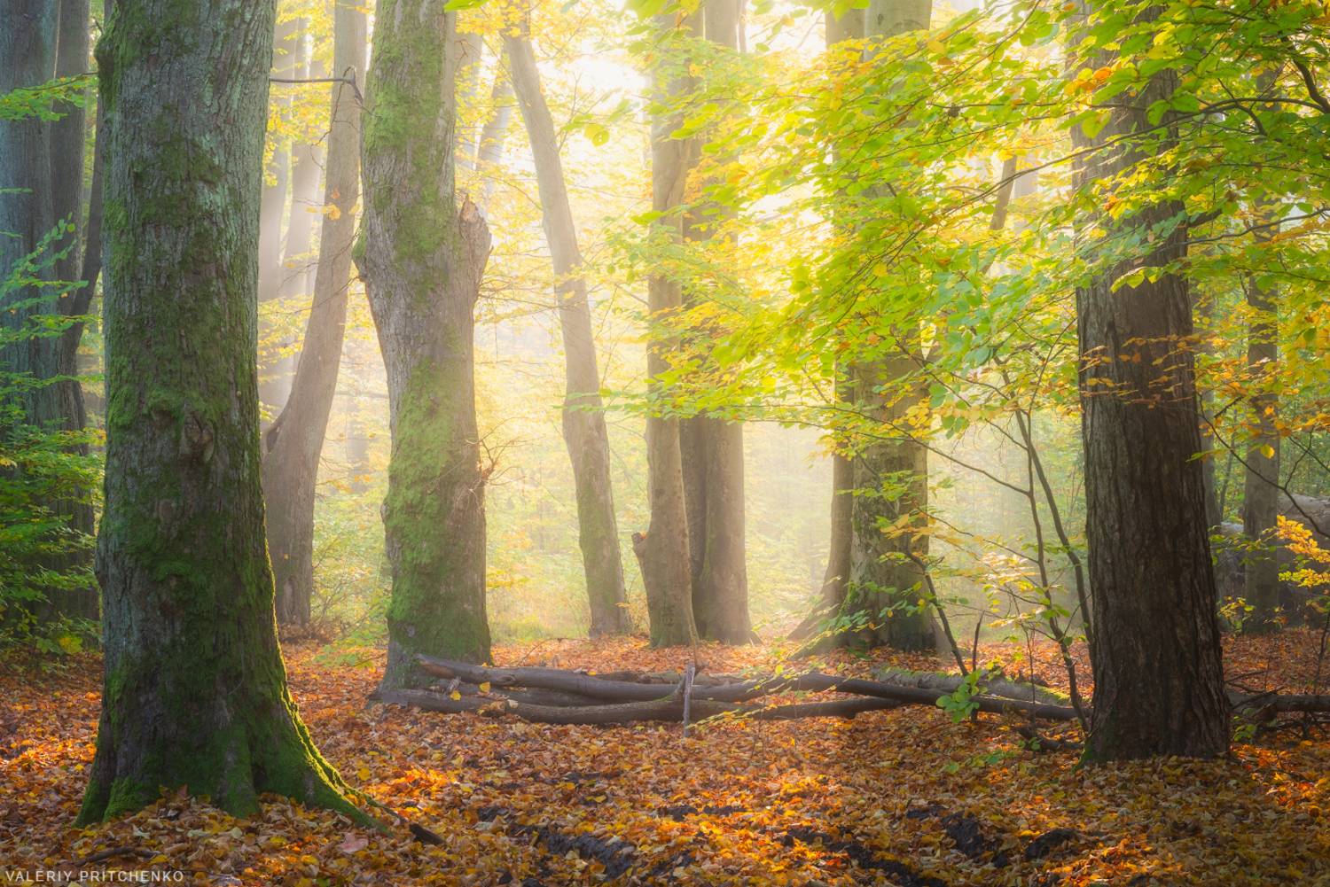 осень, пейзаж, утро, природа, туман, landscape, nature, autumn, morning, Валерий Притченко