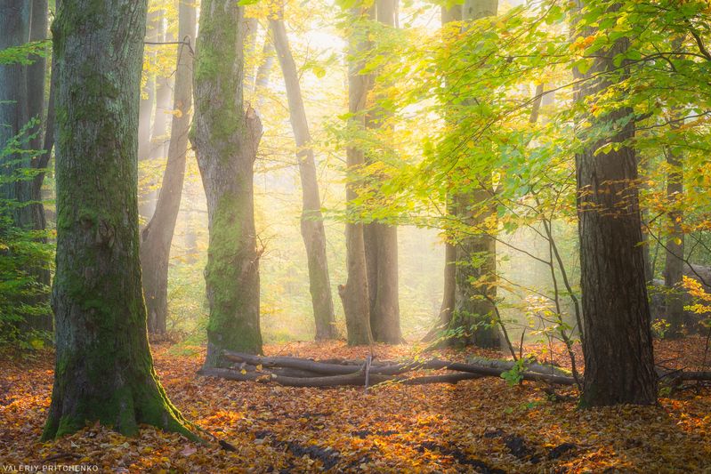 осень, пейзаж, утро, природа, туман, landscape, nature, autumn, morning Утренняяphoto preview