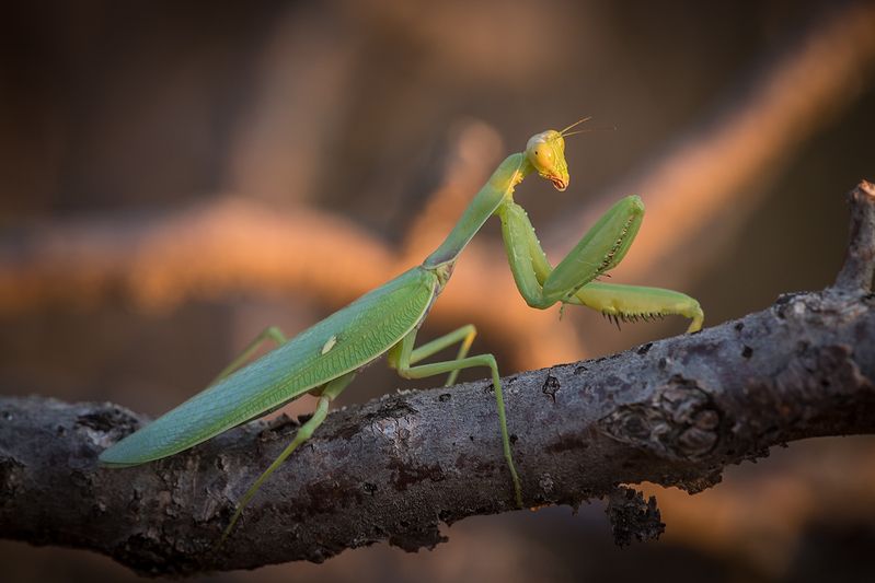 Утренний гостьphoto preview