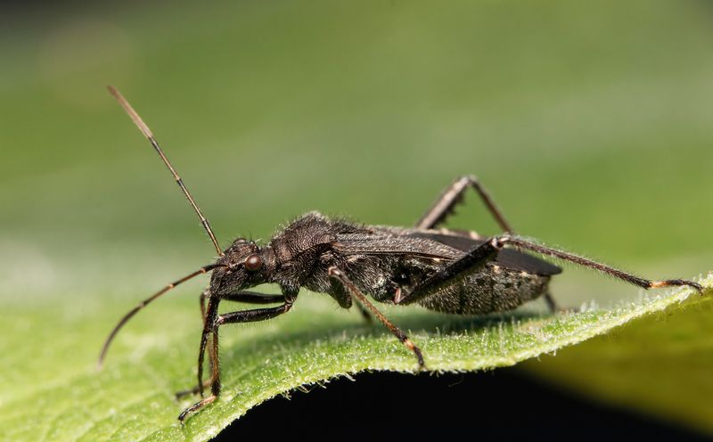 макрофото, макрофотографии, фотомакро, насекомые, макромир, макрофотограф, макроаддикт, макро_мир, naturelovers, naturelover, naturephotography, macrolove, macro_love, biodiversity, macrophotography, macro, macronature, entomology, arthropods, arthropod,  Alydus eurinus фото превью