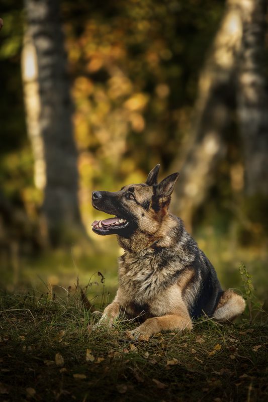 Любимый Чарphoto preview