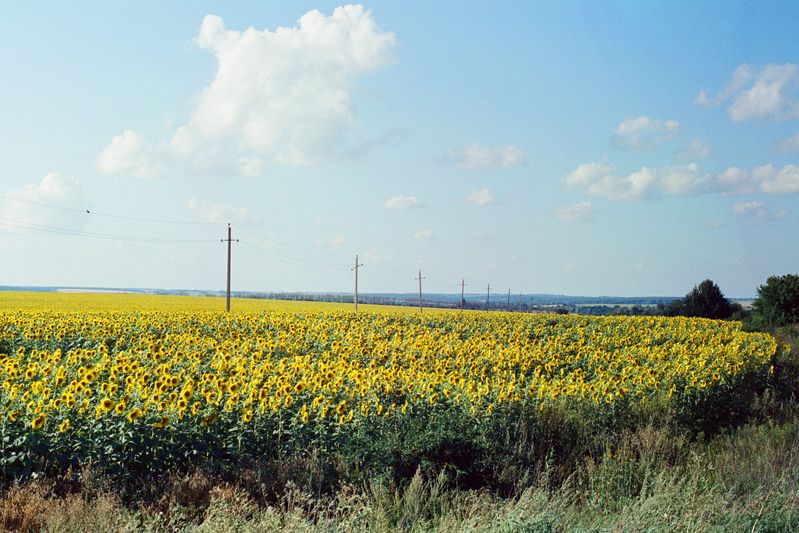 пленка, подсолнечник, фотопленка, Kodak, Kodak 500T Подсолнечное поле фото превью