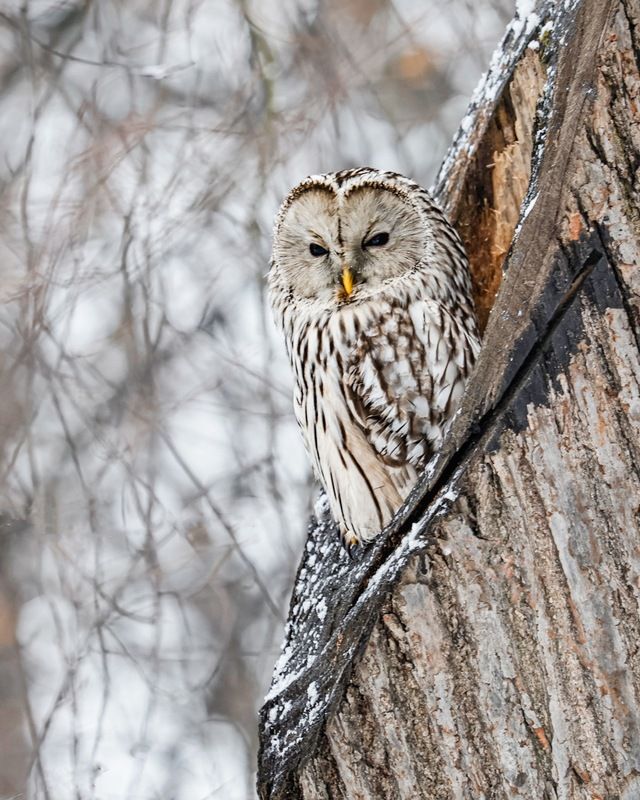 сова, уральская неясыть, птицы, неясыть, длиннохвостая неясыть photo preview
