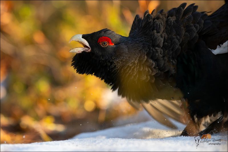 * * * фото превью