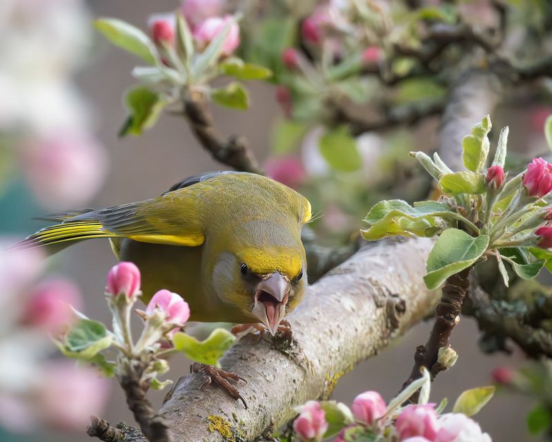 Зверь.photo preview