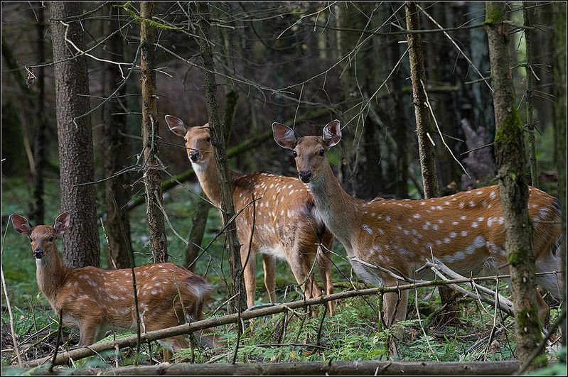 москва, сентябрь, парк,пятнистые олени *******photo preview