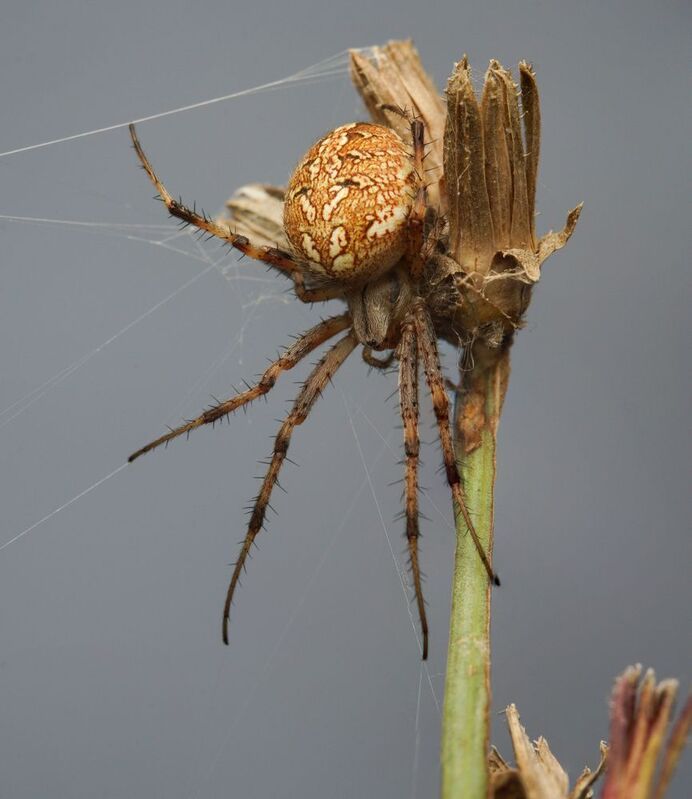 Araneus diadematusphoto preview