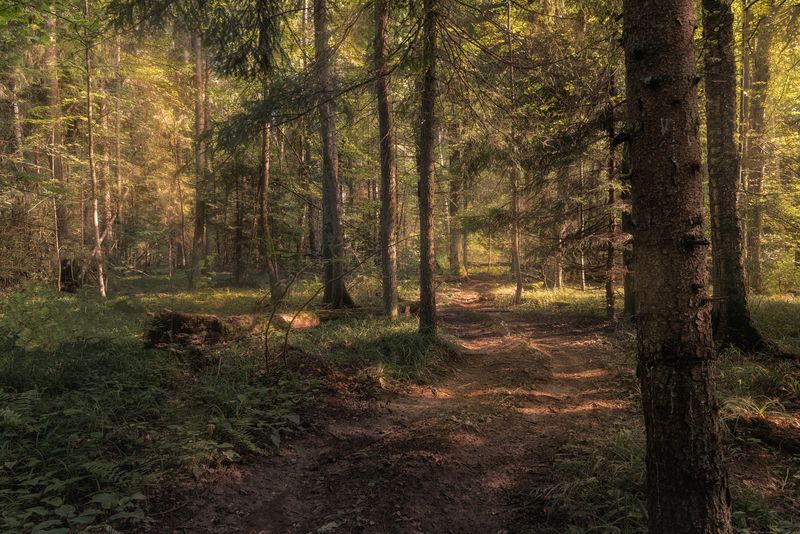 Зов лесаphoto preview