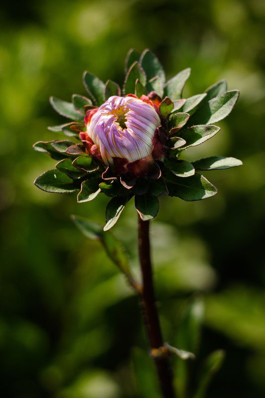 макро фотография, фото цветов, Летнее пробуждениеphoto preview