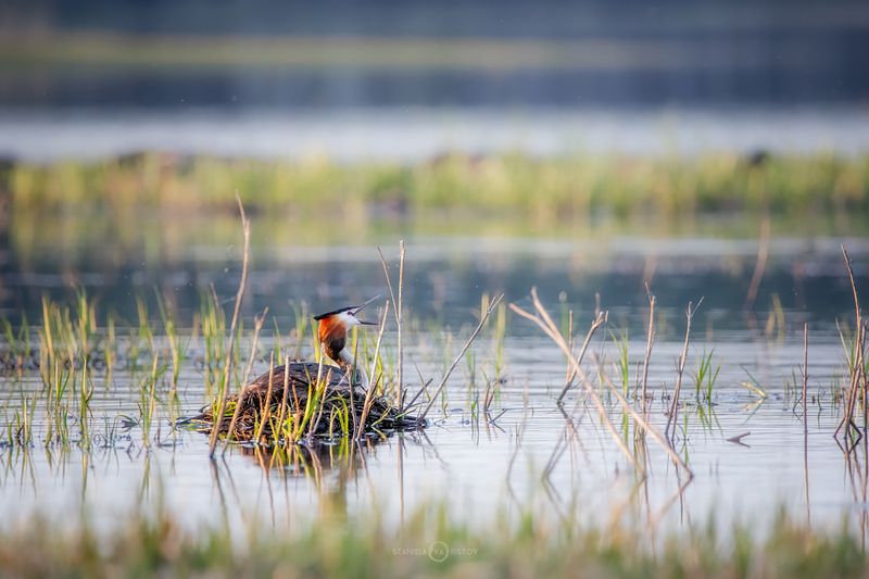 Чомга на гнездеphoto preview